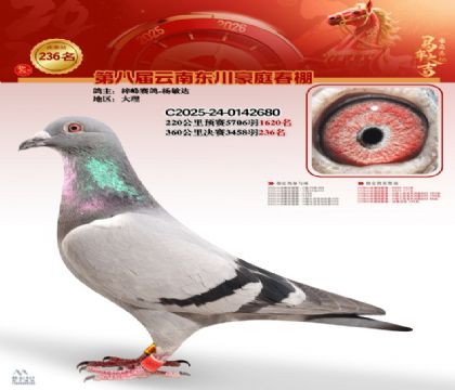 豪庭春棚决赛236名