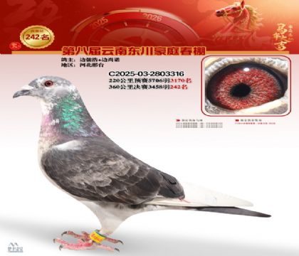 豪庭春棚决赛242名