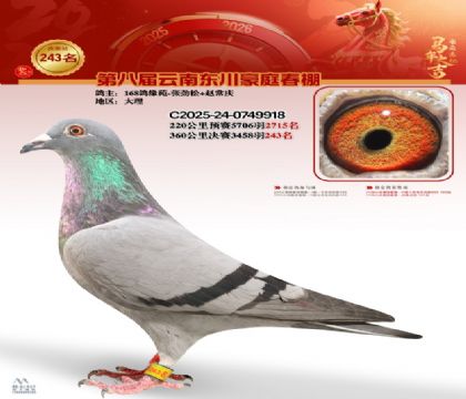 豪庭春棚决赛243名