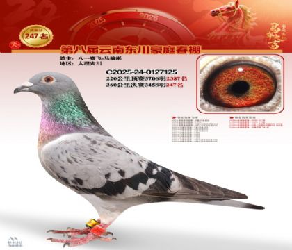 豪庭春棚决赛247名