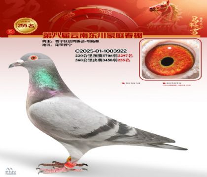 豪庭春棚决赛255名