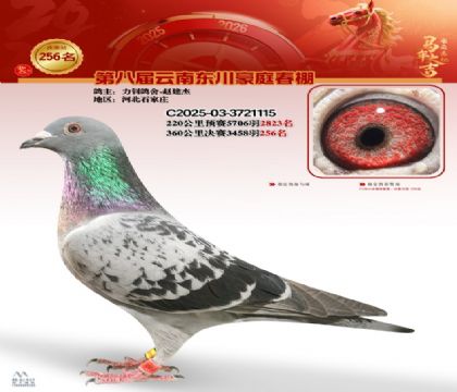 豪庭春棚决赛256名