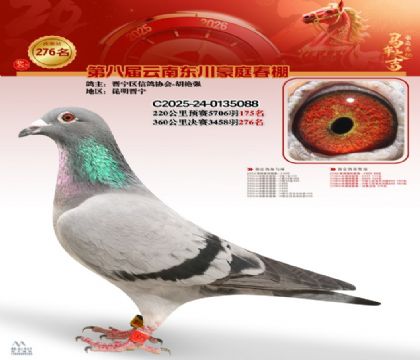 ��ͥ�������276��