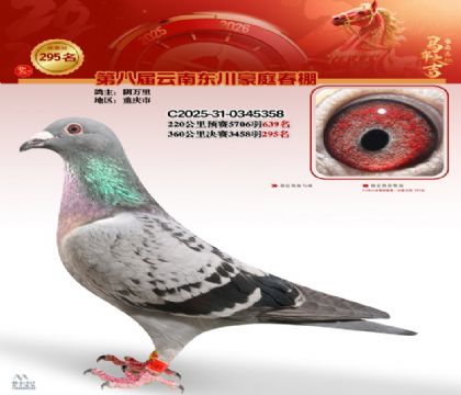 ��ͥ�������295��