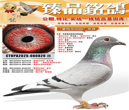 �����ض�006������Ů����̹��ֱ��Ů������ƥ���������������