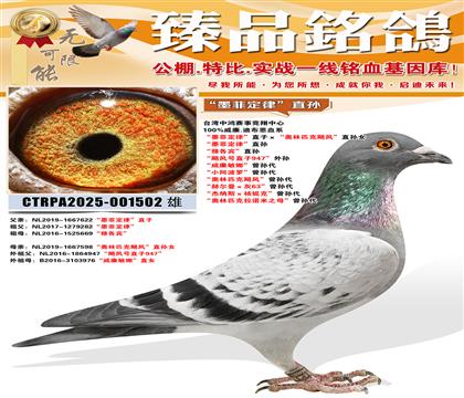 ��ī�ƶ��ɡ�ֱ�� ���Ÿ�����ֱ�� ��쫷��ֱ��947������