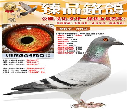 �����ض�������Ů ���ұȶ�971��ֱ��Ů ��������ض���ֱ��