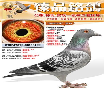 ��ī�ƶ��ɡ�ֱ�� ���Ÿ�����ֱ�� ��쫷��ֱ��947������