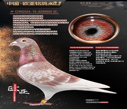 ղɭ���ع��ϰ���293X��Ъ�����040