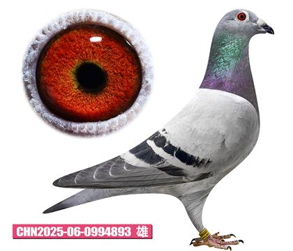 ��˹��-����С��893