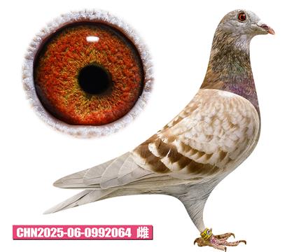 ���ǲ���-���ض�Ů��064