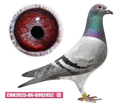 �Ǳ�-�����452