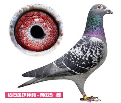 ������-�޵�����M025