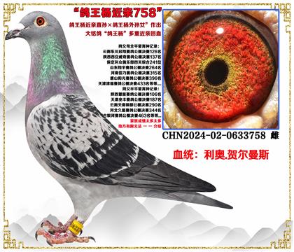 ���¡�������ֱ�������������Ů�����׻�Ѫ