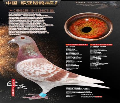 �Ͽ�.���ǲ���Ѫͳ���ض�295X���ض�ֱ��394