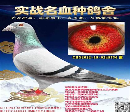 ɽ�����ǳԿ�����