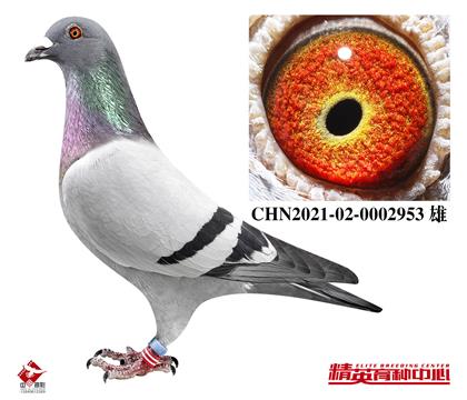 ŷ������