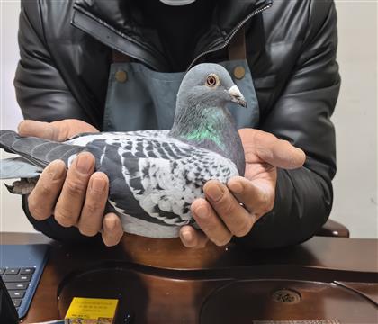 �������Ȱ�