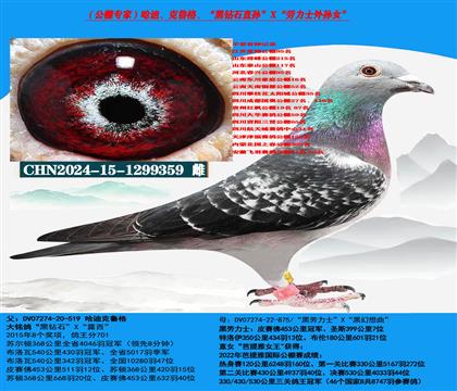 (公棚专家)哈迪、克鲁格超级近亲种鸽