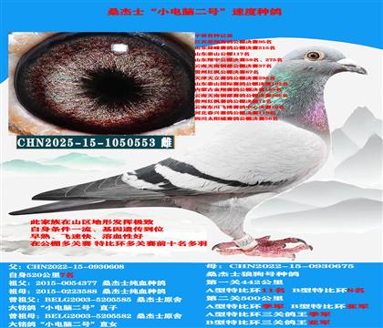 (山区地形 吃苦耐劳) 公棚赛首推种母