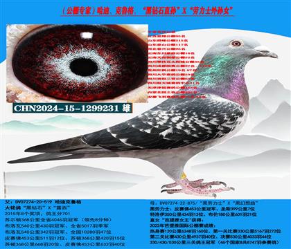 (重点推荐 公棚利器)哈迪、克鲁格高级近亲种鸽