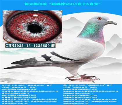 中长距离专线→倚天梅尔浪“超级种公214直子X直女”