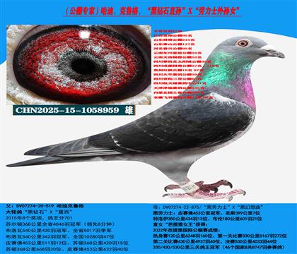 (重点推荐 公棚利器)哈迪、克鲁格高级近亲种鸽