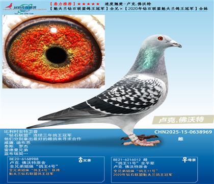 ����������ʯ���˸����ھ���ȫ�֡���2020����ʯ���˿�������