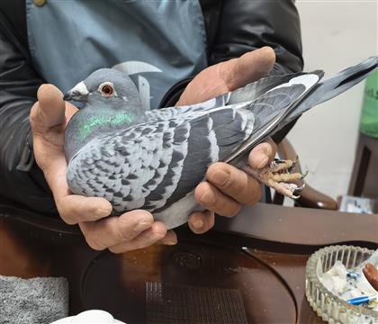 范登布克v最佳基特尔