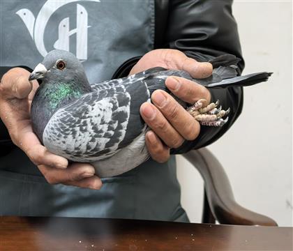 ”安东尼奥“外孙