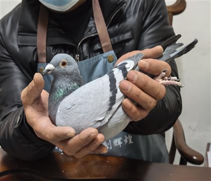 ”华丽灰“维纳斯