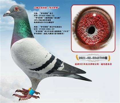 �Ƽ�������ר�ø�ϵ��������¡�����