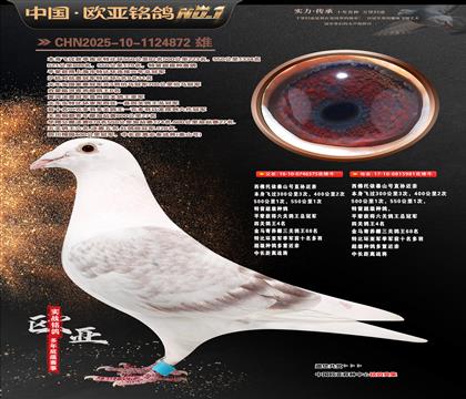 ̩ɽ��˫�ؽ���375X̩ɽ��981����