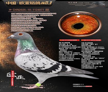 ����ԭ��������855X�Ͽ�������������019