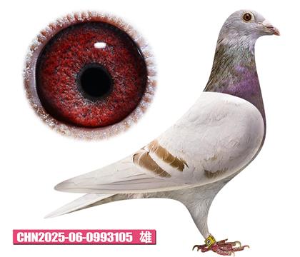 ���ǲ���-���ض�105