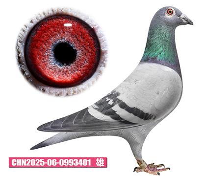 ����-����ƥ��401