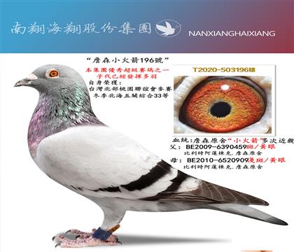 ����롰ղɭС���196̖�����P�C��33��