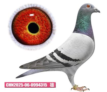 �Ǳ�-³������315