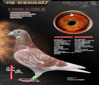 �Ͽ�.���ǲ���Ѫͳ���ض�233X260�������