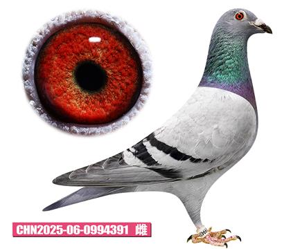 �׵���-�û�����391