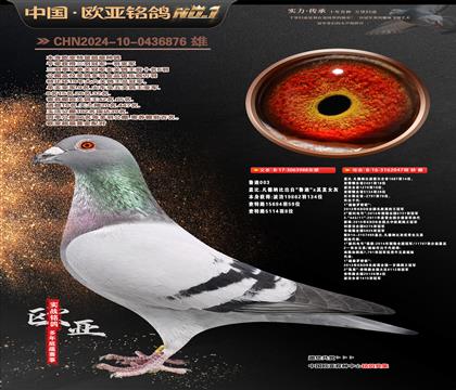 �Ǳ�ԭ��³��ֱ��988X³��ֱŮ047����