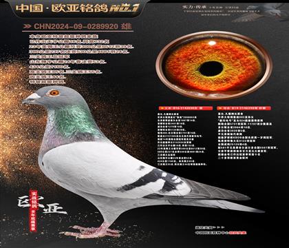 �Ǳ�ԭ��³��ֱ��030X�������ֱŮ398