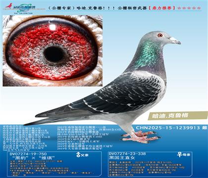 ������ר�ң�����.��³��