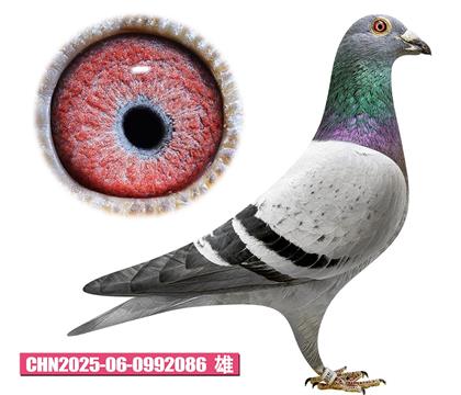 Ӣ��˹-������086