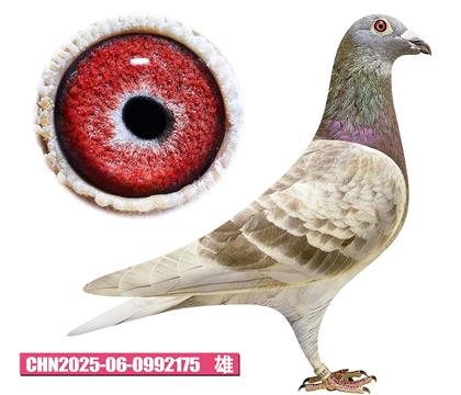 ������-�ú��175