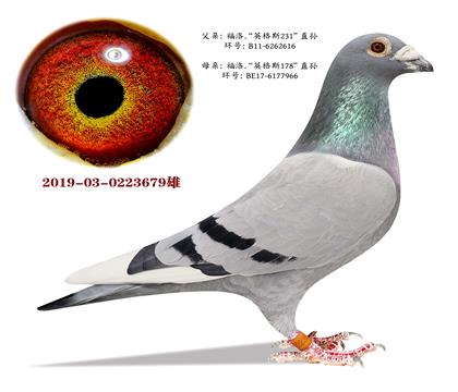 Ӣ��˹231ֱ�OXӢ��˹178ֱ�O