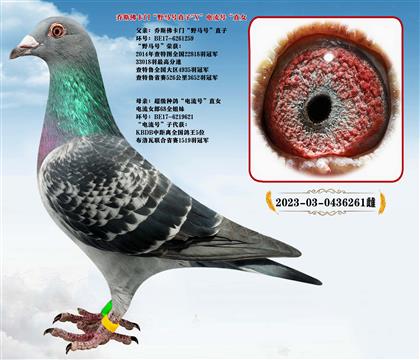 ��˹���T��Ұ�R̖��X���̖