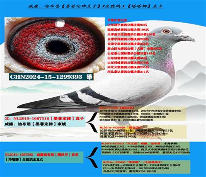 威廉迪布恩“墨菲定律”直子X“天王星”直女