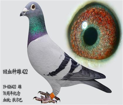 狄爾巴回血種雄 本身作出多羽獲獎(jiǎng)鴿