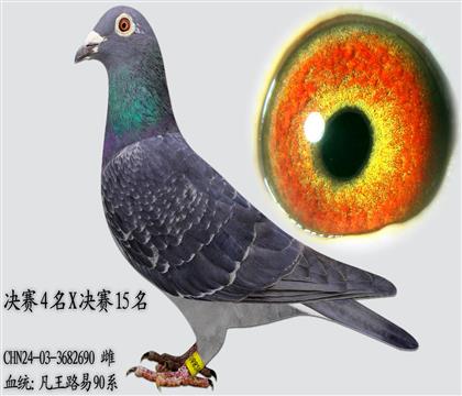 凡王路易亨得利90系 決賽4名X決賽15名 長(zhǎng)距離種雌